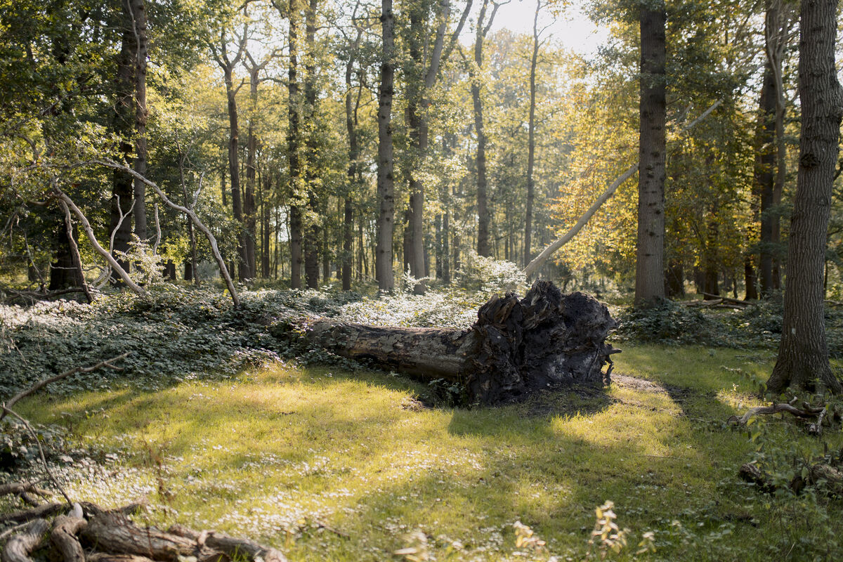 Bos Landgoed Ennemaborg, Groningen