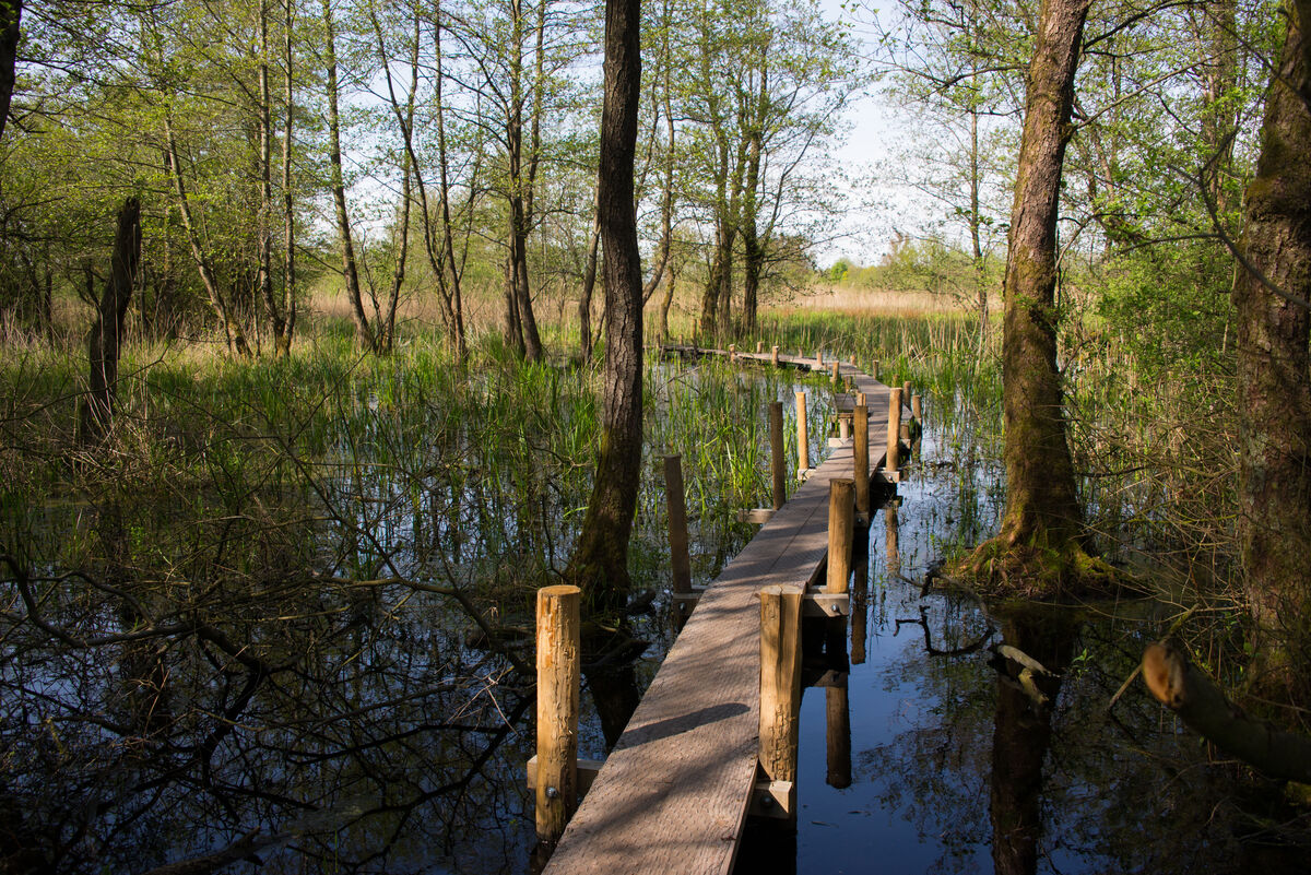 Petgatenpad - Moeras bos, Groningen