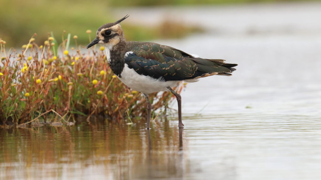 kievit staat in het water