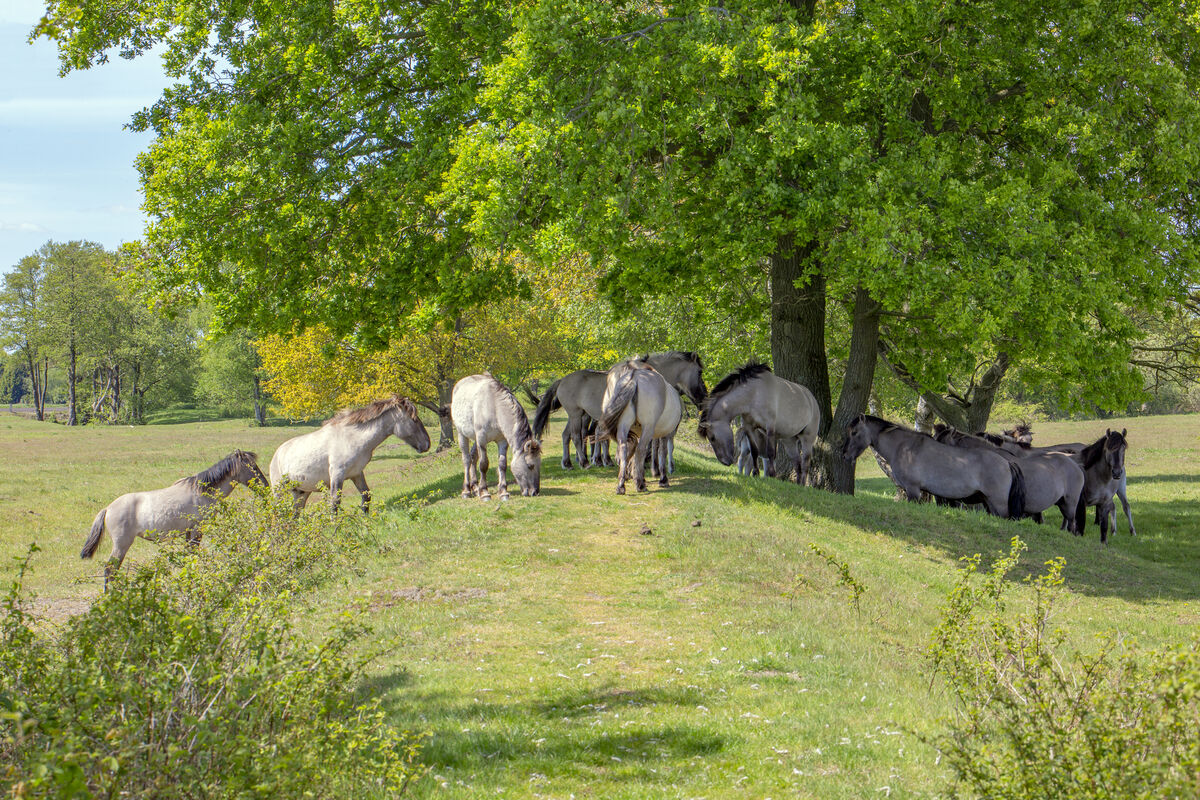 Konik Bourtange
