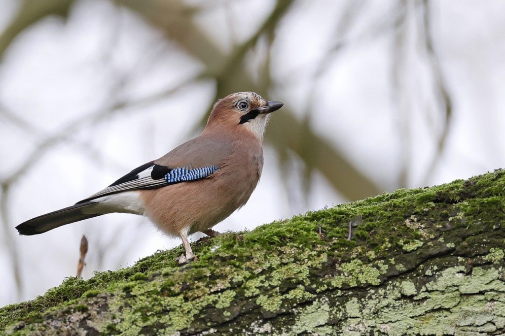 Gaai, veel voorkomende vogel in Nederland