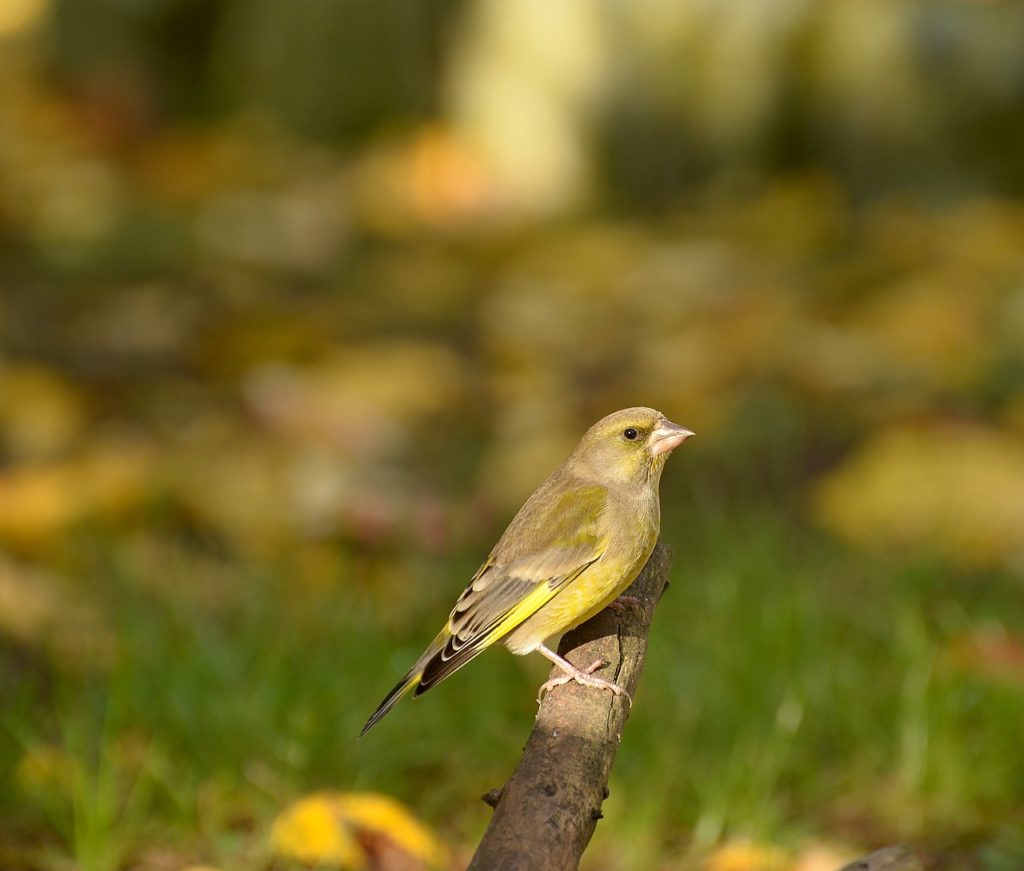 Groenling, veel voorkomende vogel in Nederland