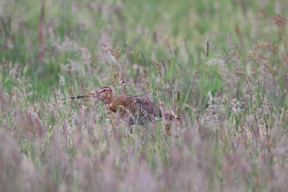 grutto verscholen tussen het gras