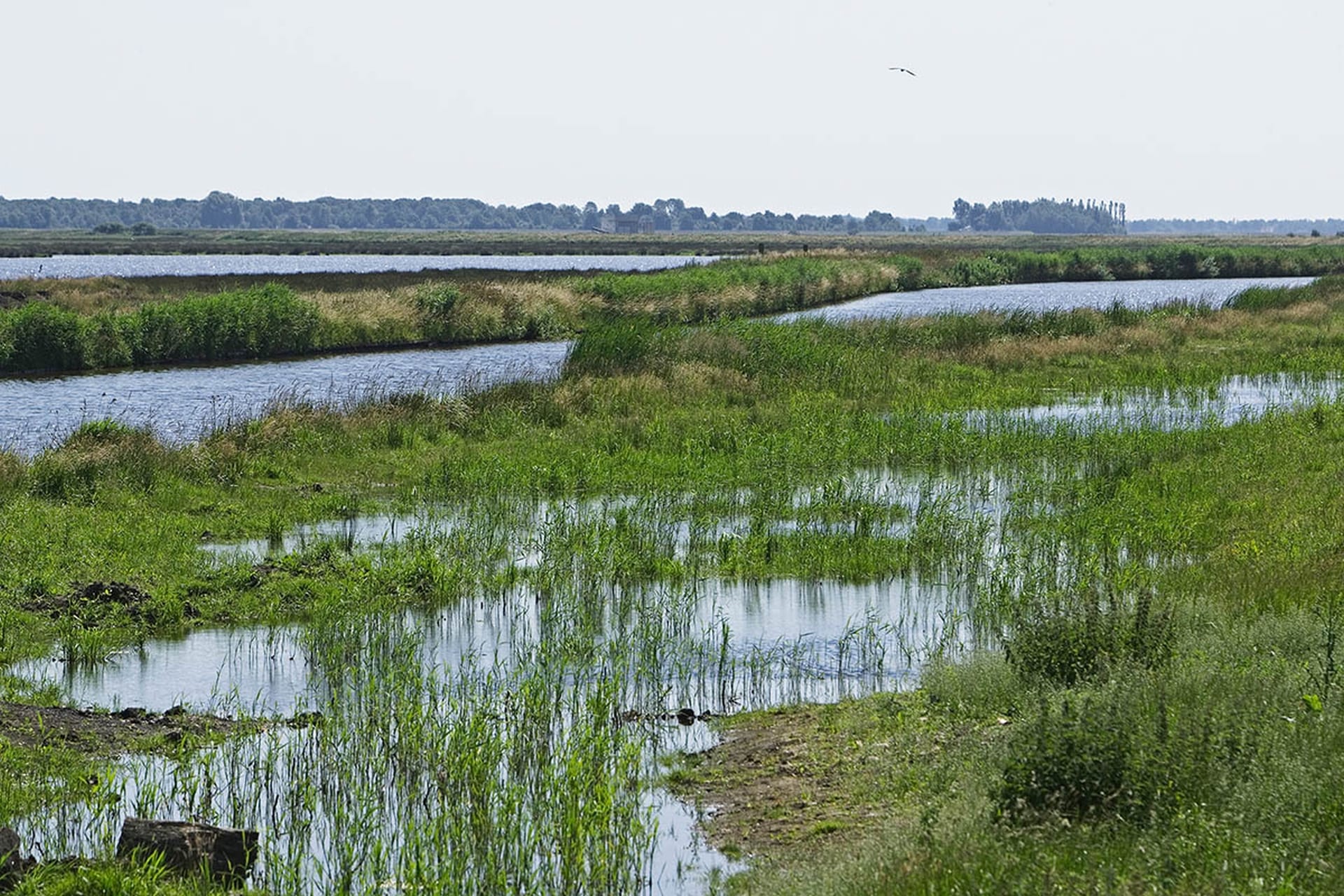 Westerbroekstermadepolder