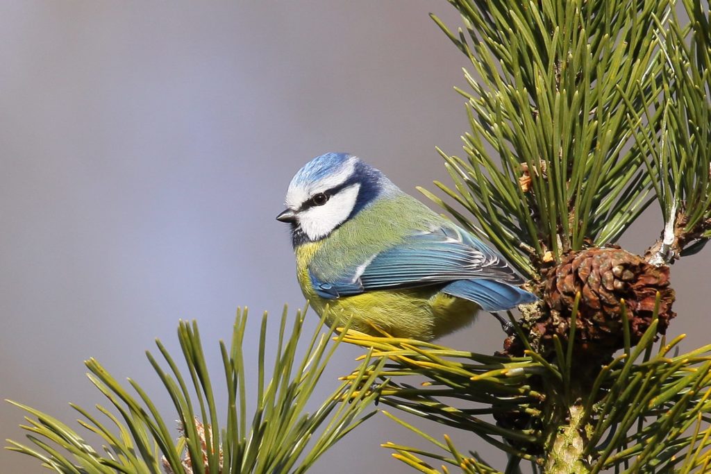 Pimpelmees, vogel in Nederland