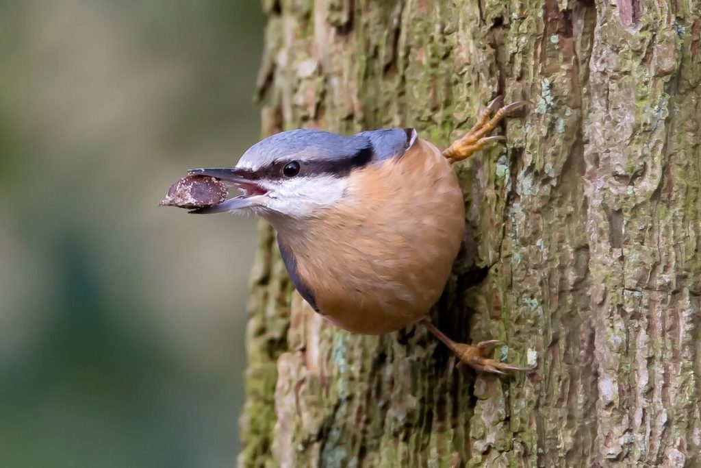 Boomklever, veel voorkomende vogel in Nederland