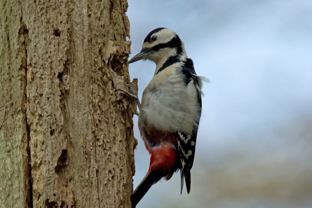 Grote bonte specht, vogel in Nederland