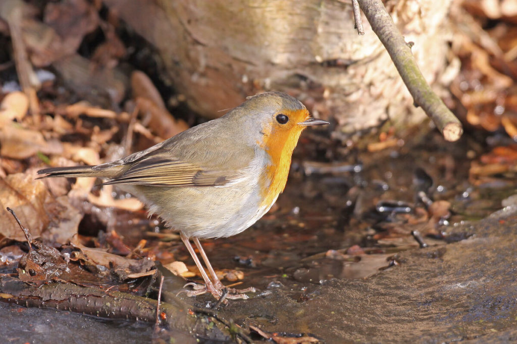 Roodborstje, vogel in Nederland