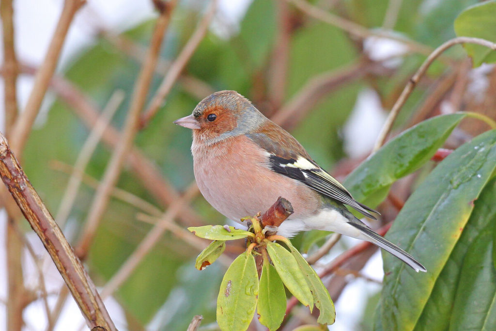 Vink, veel voorkomende vogel in Nederland