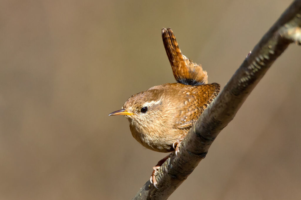 Winterkoning, veel voorkomende vogel in Nederland