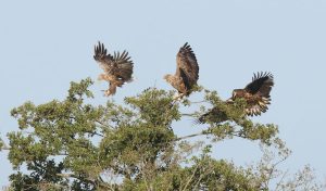 Drie zeearenden in boomtoppen