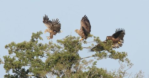 Drie zeearenden in boomtoppen