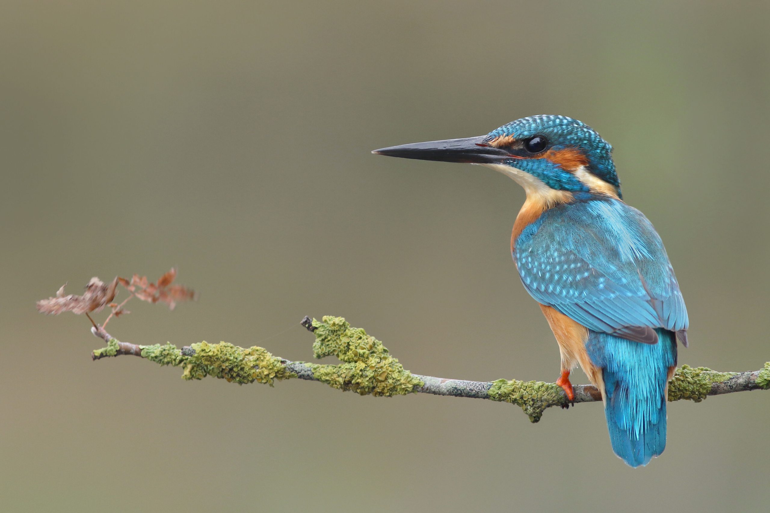Doneren aan Het Groninger Landschap - ijsvogel