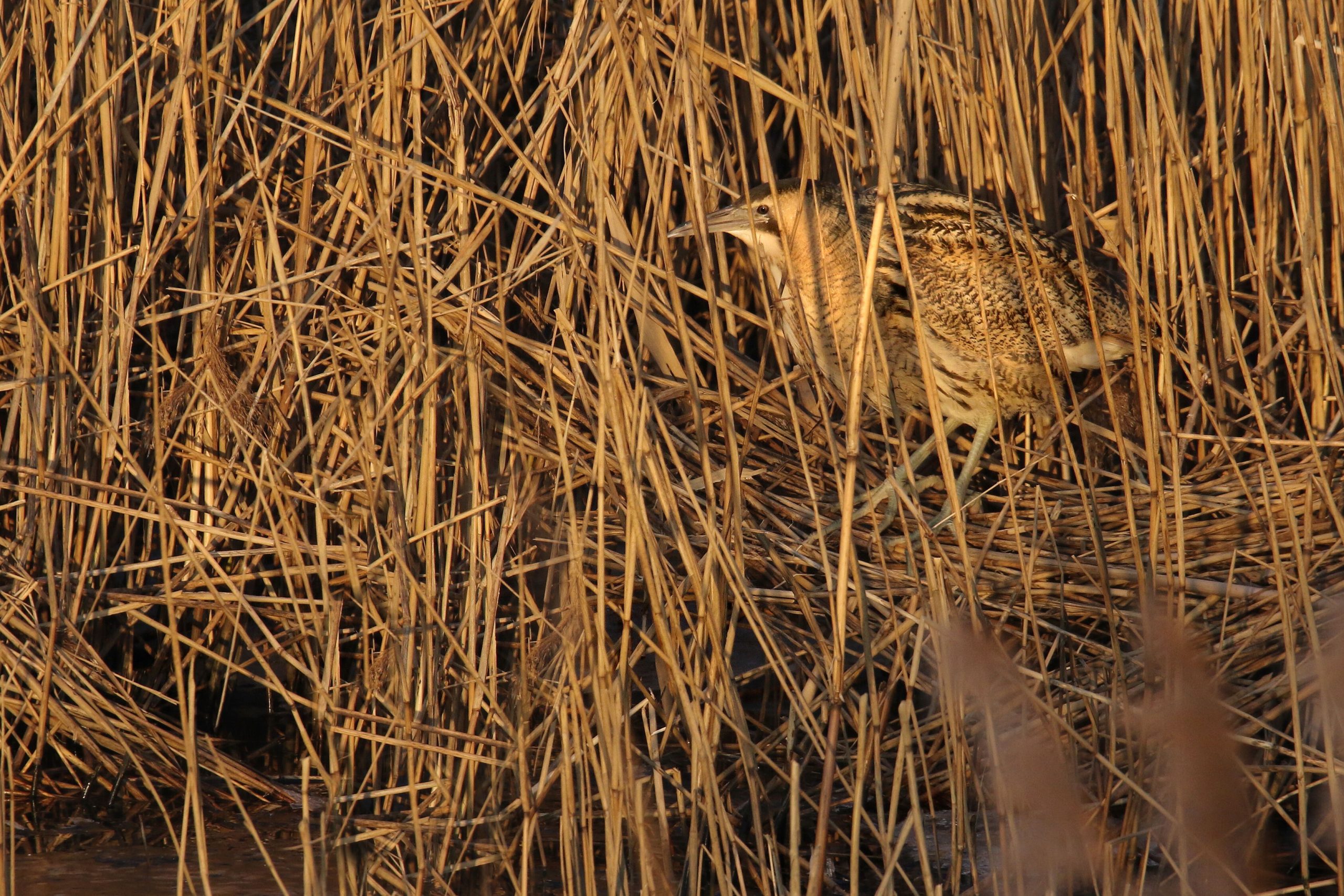 Roerdomp in het riet