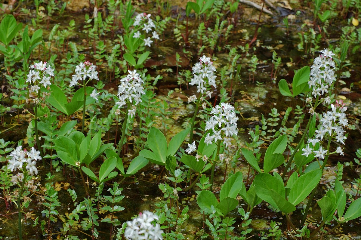 Waterdrieblad