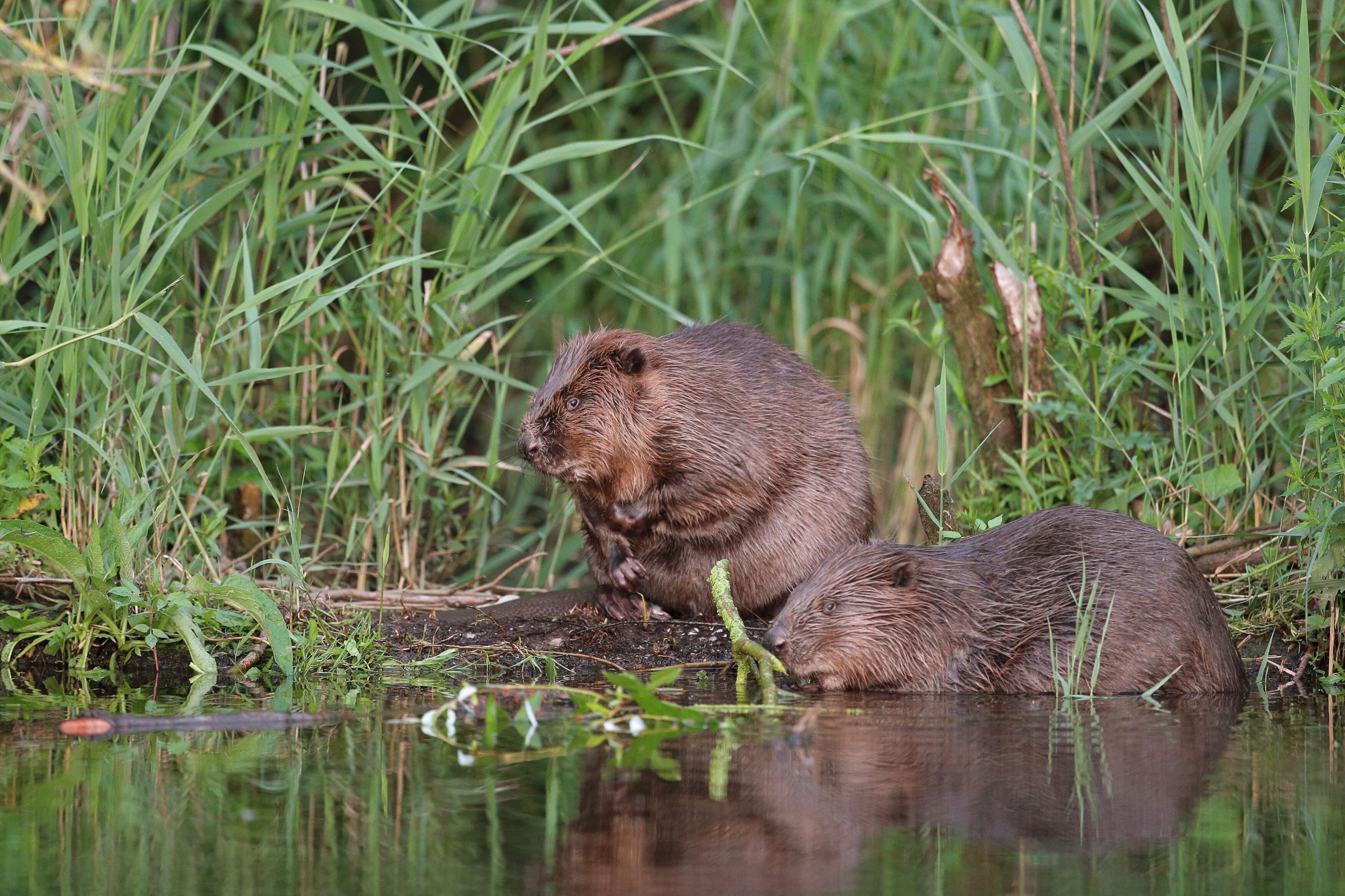 twee bevers aan de oever
