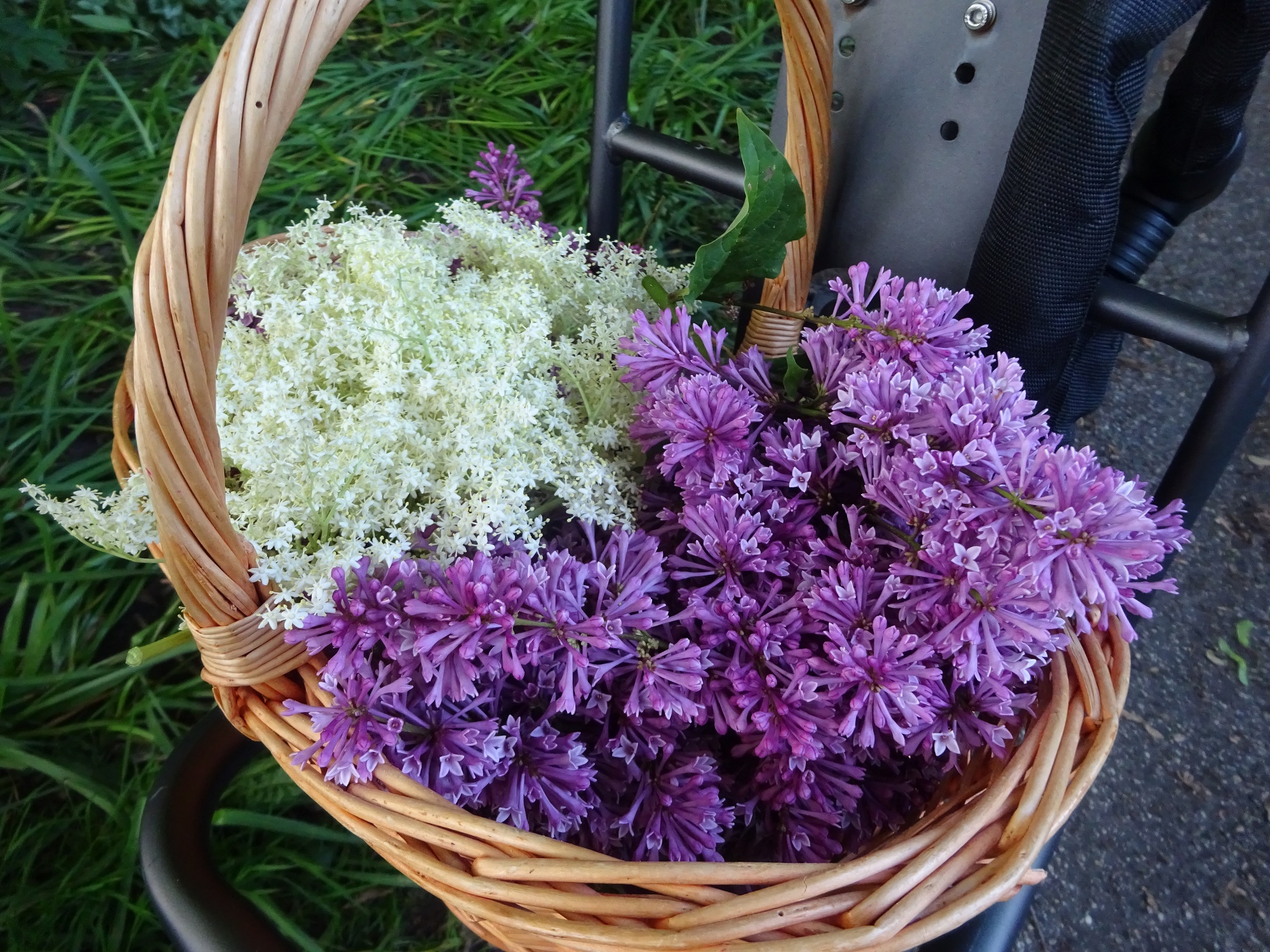 bloesem in een mand