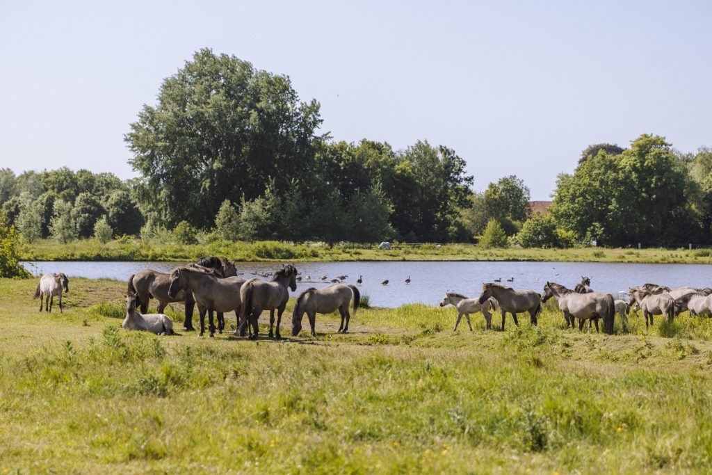 kudde Konikpaarden bij het water
