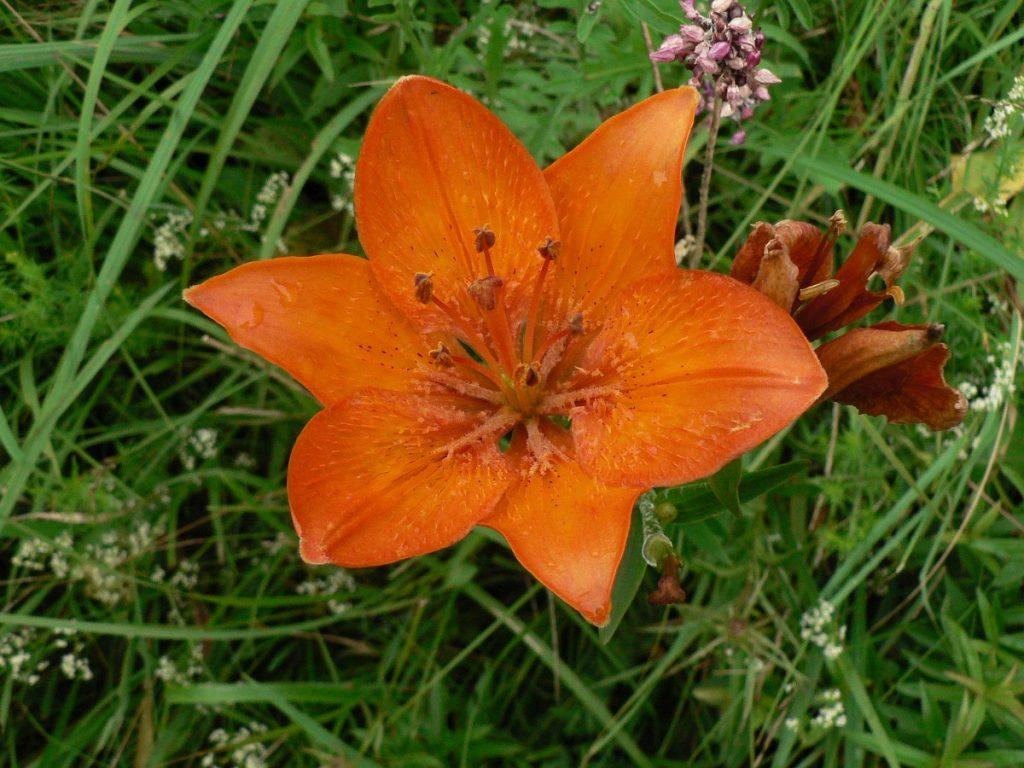 Roggenlelie