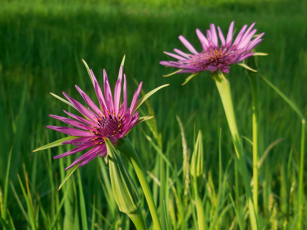 wilde-groninger-planten-het-groninger-landschap
