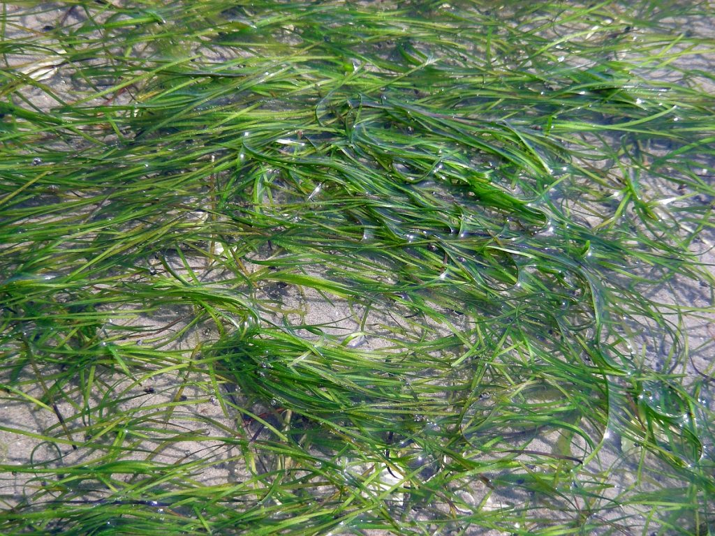 Klein zeegras in het water