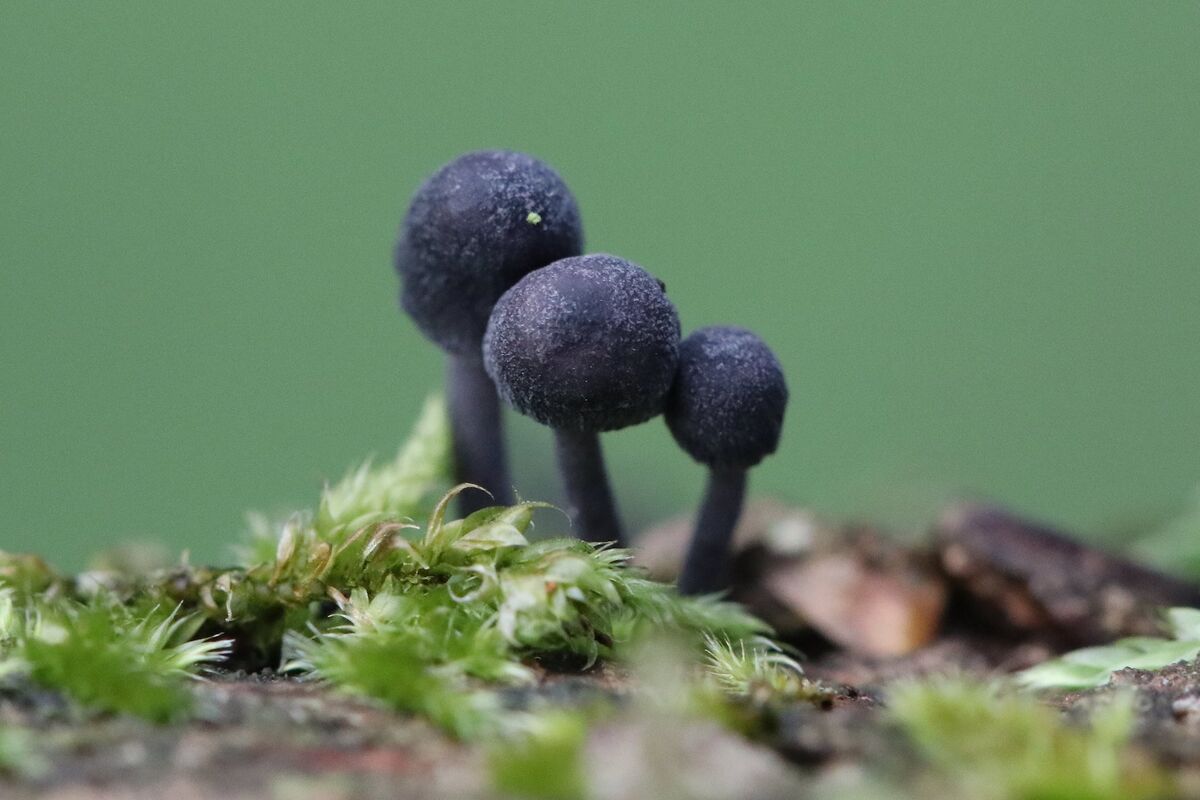 zwarte melksteelmycena paddenstoel