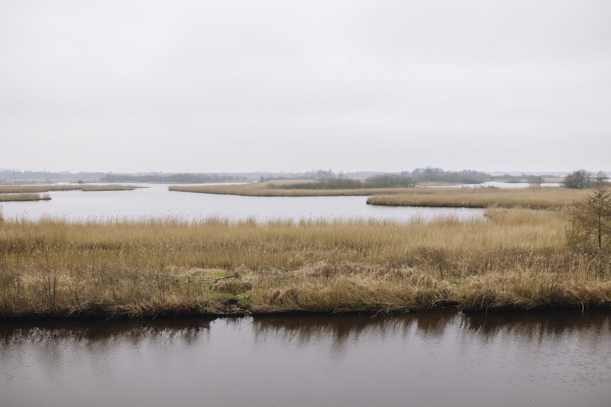 Rietoevers langs de rand van het Zuidlaardermeer in Groningen