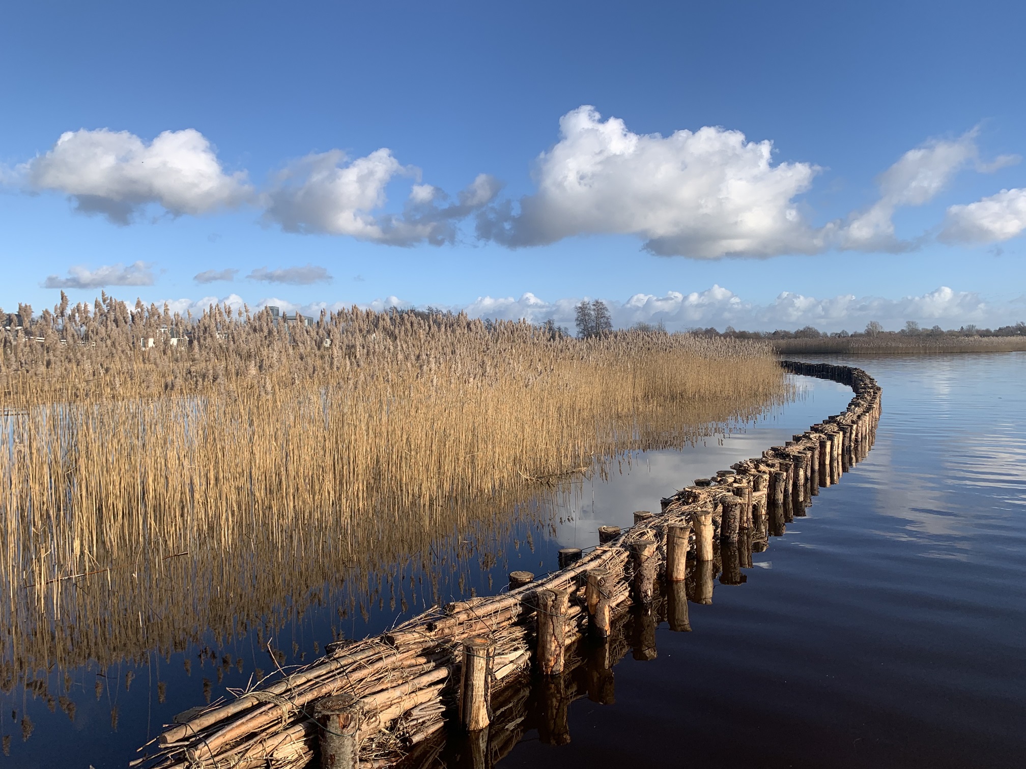 Rietoever van het Zuidlaardermeer met natuurlijke beschoeiing. 