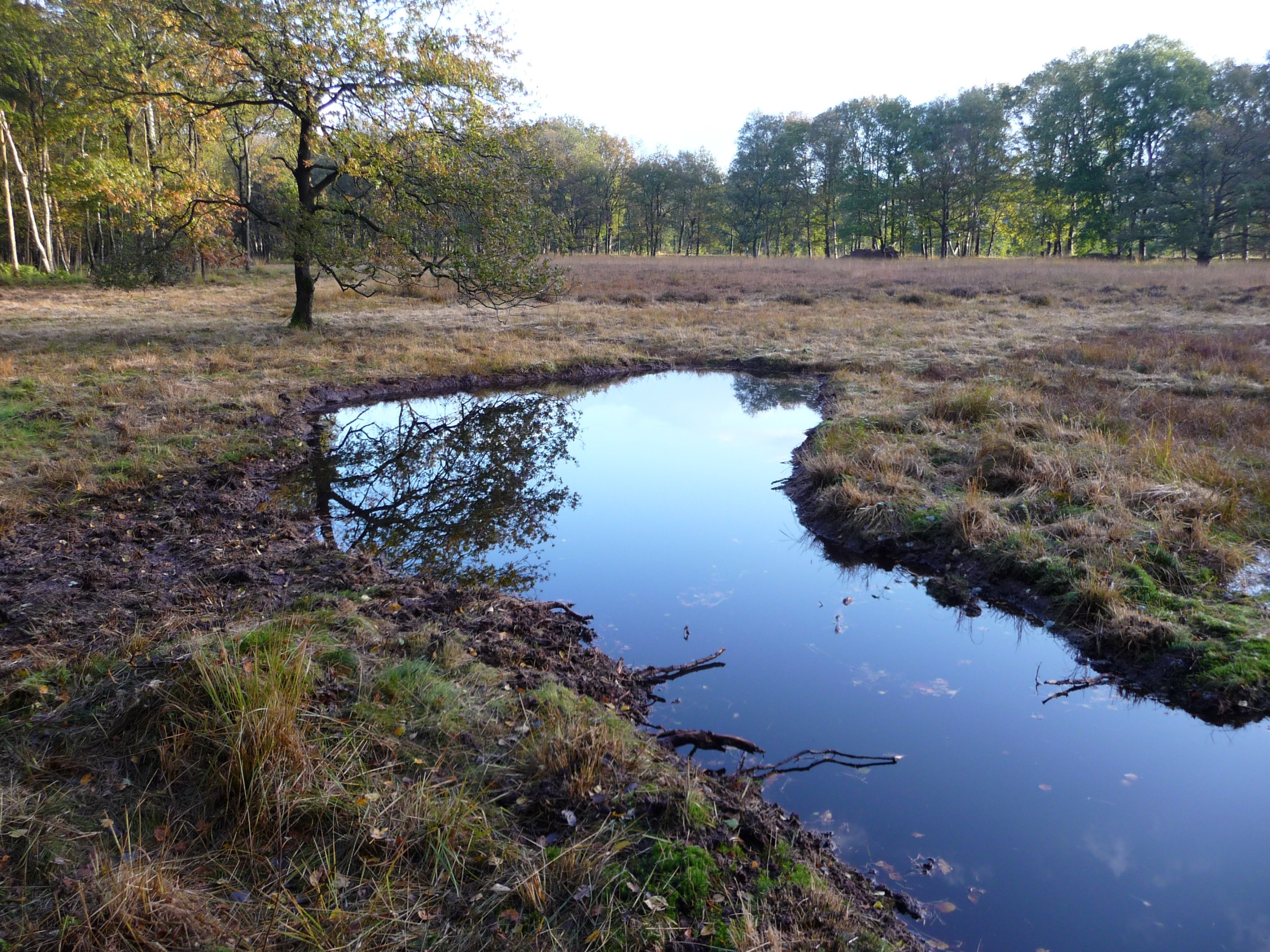 heideterrein Coendersborg - oude situatie