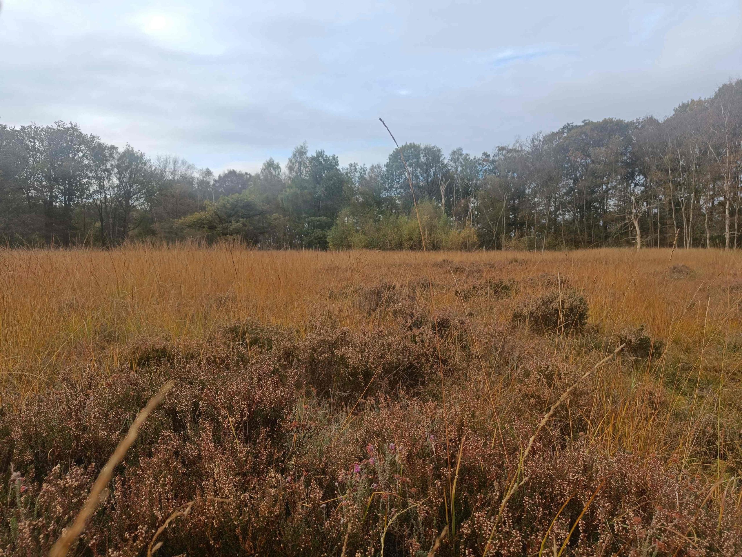 Heideterrein Coendersborg