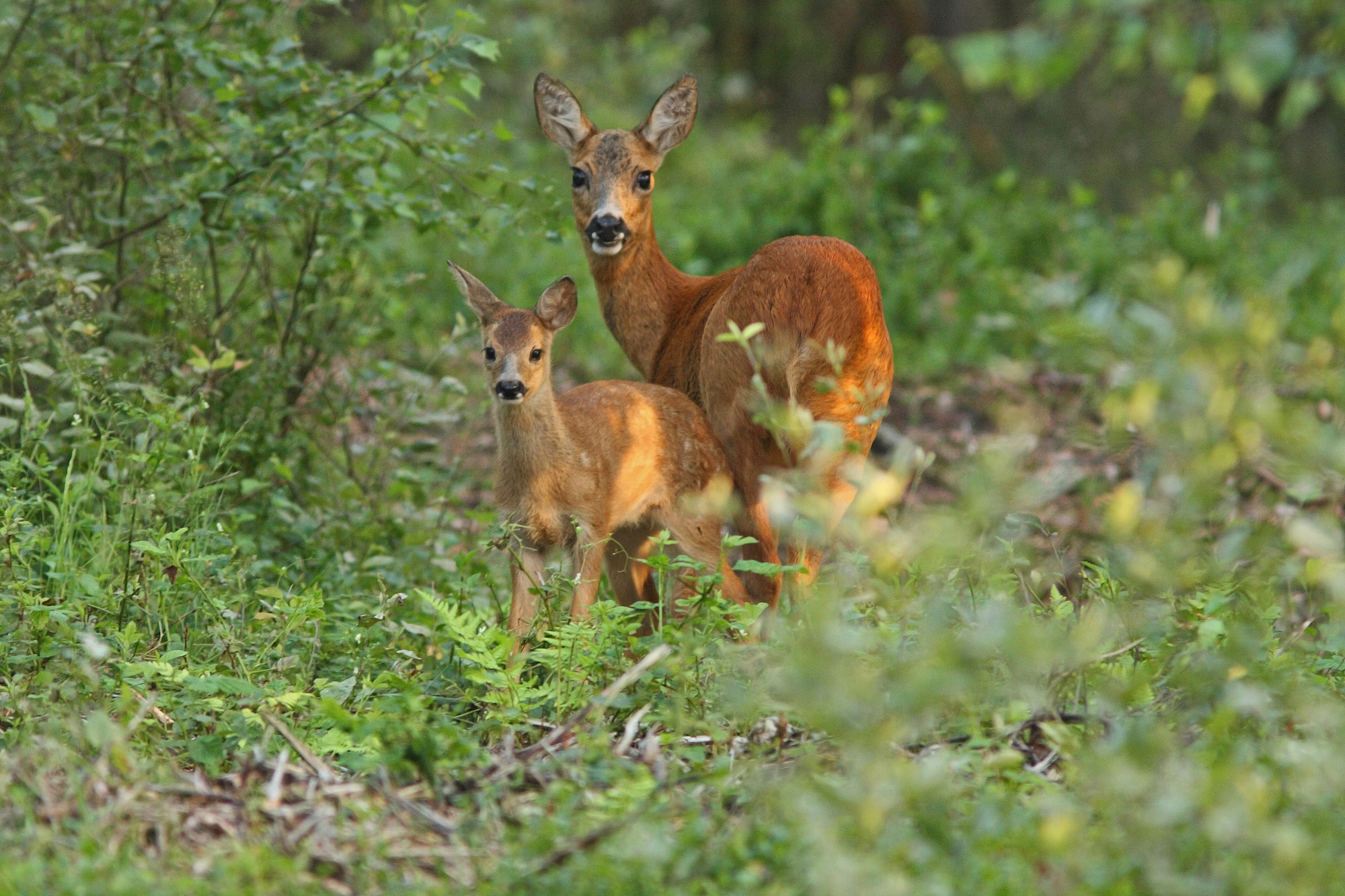 Ree met jong - kraamkamer moeder natuur