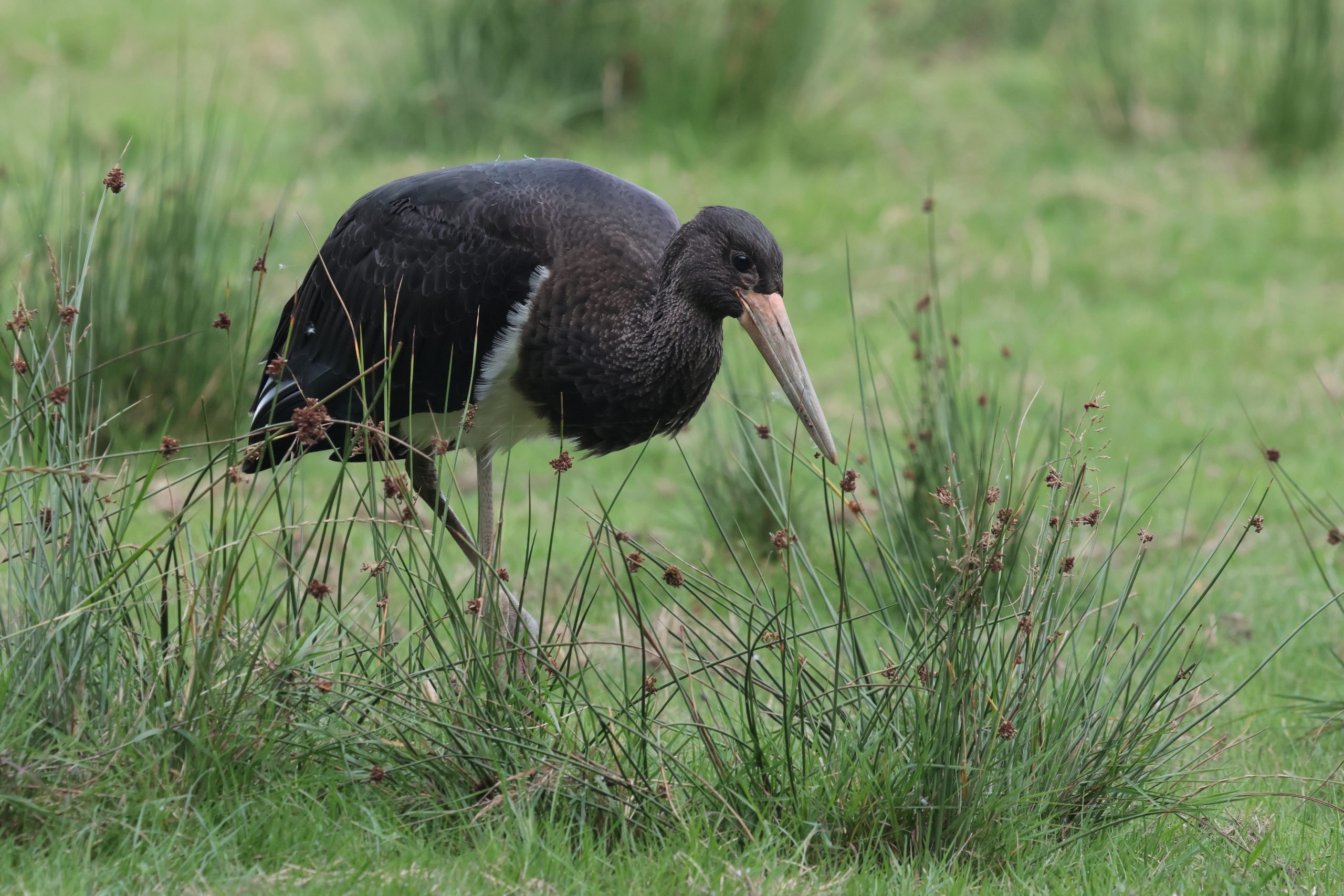 zwarte ooievaar Lettelbert