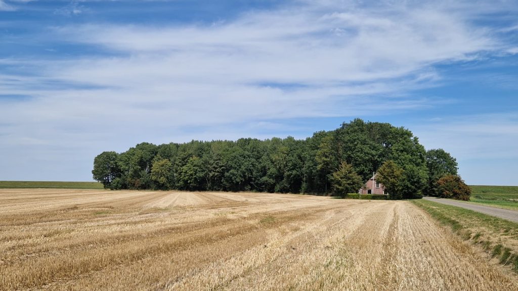 Ambonezenbosje van een afstand
