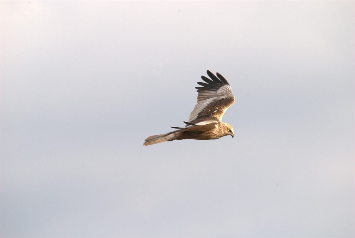 bruine kiekendief in vlucht