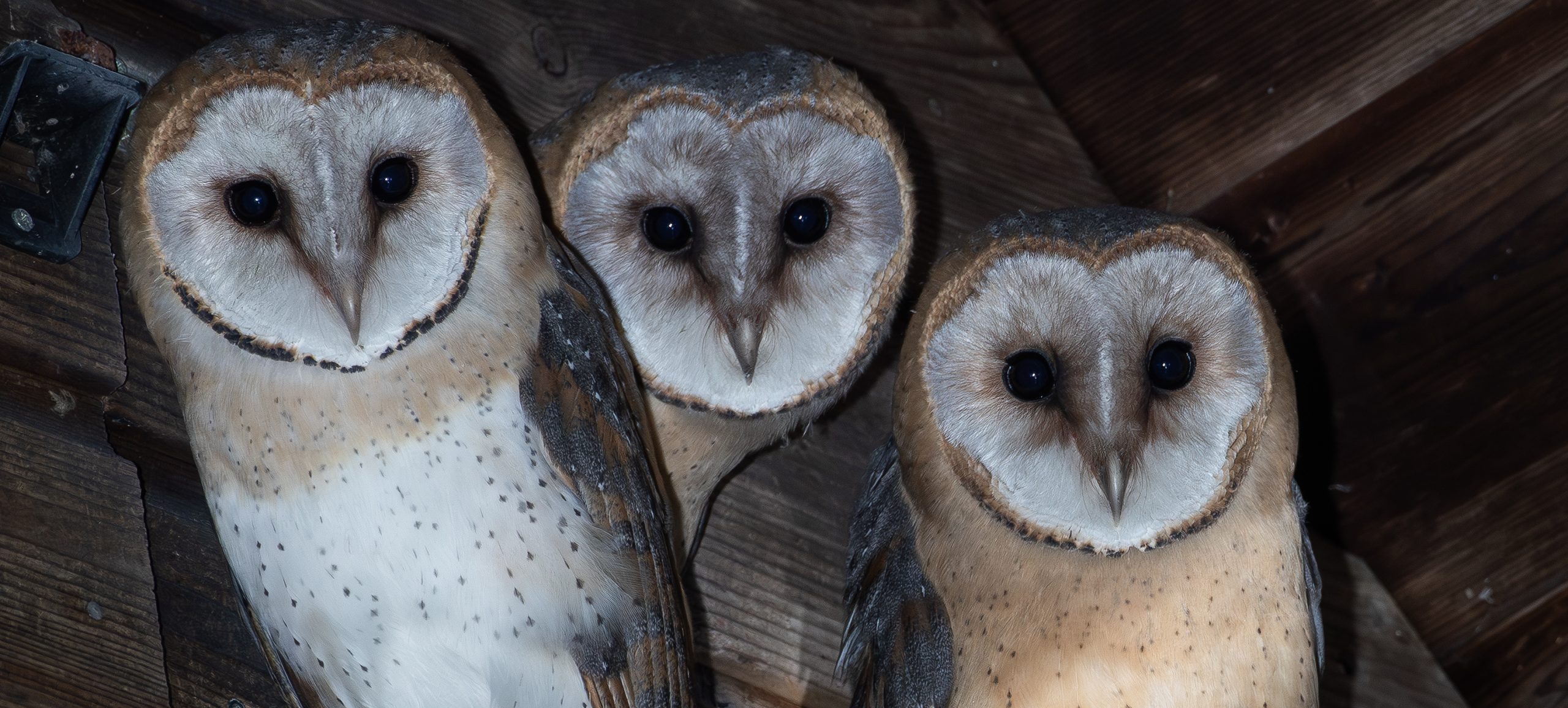 drie kerkuilen in een schuur