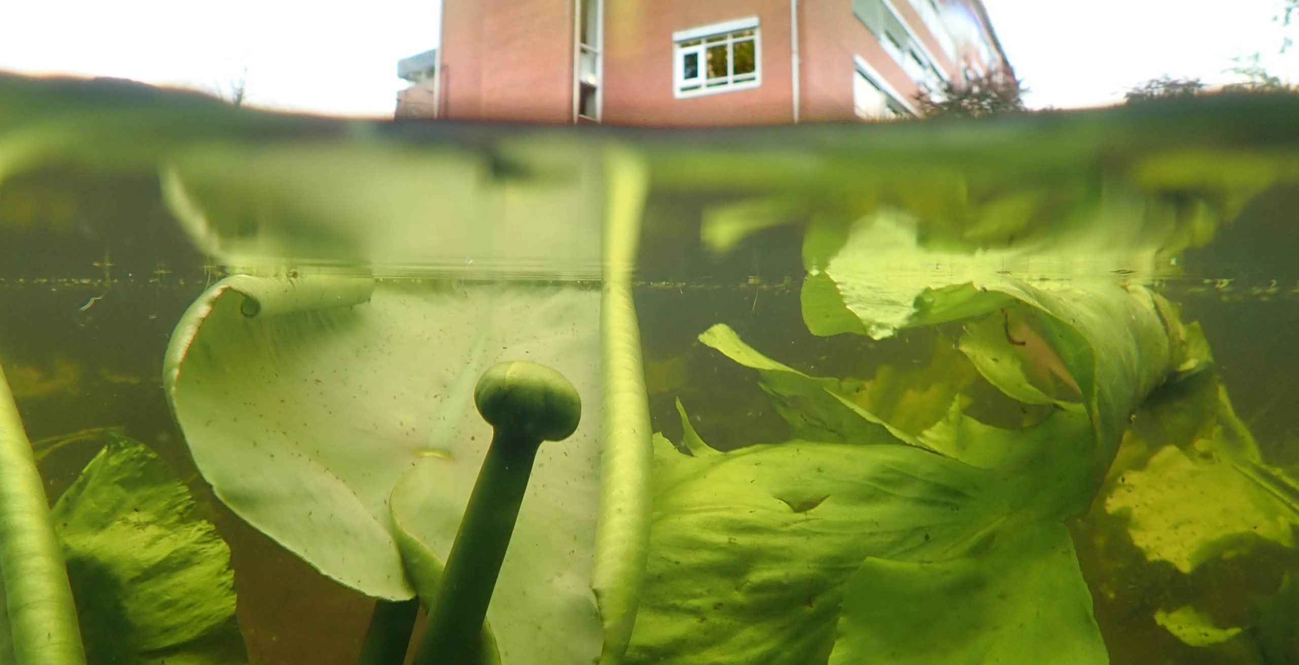 onderwaterfoto gele plomp