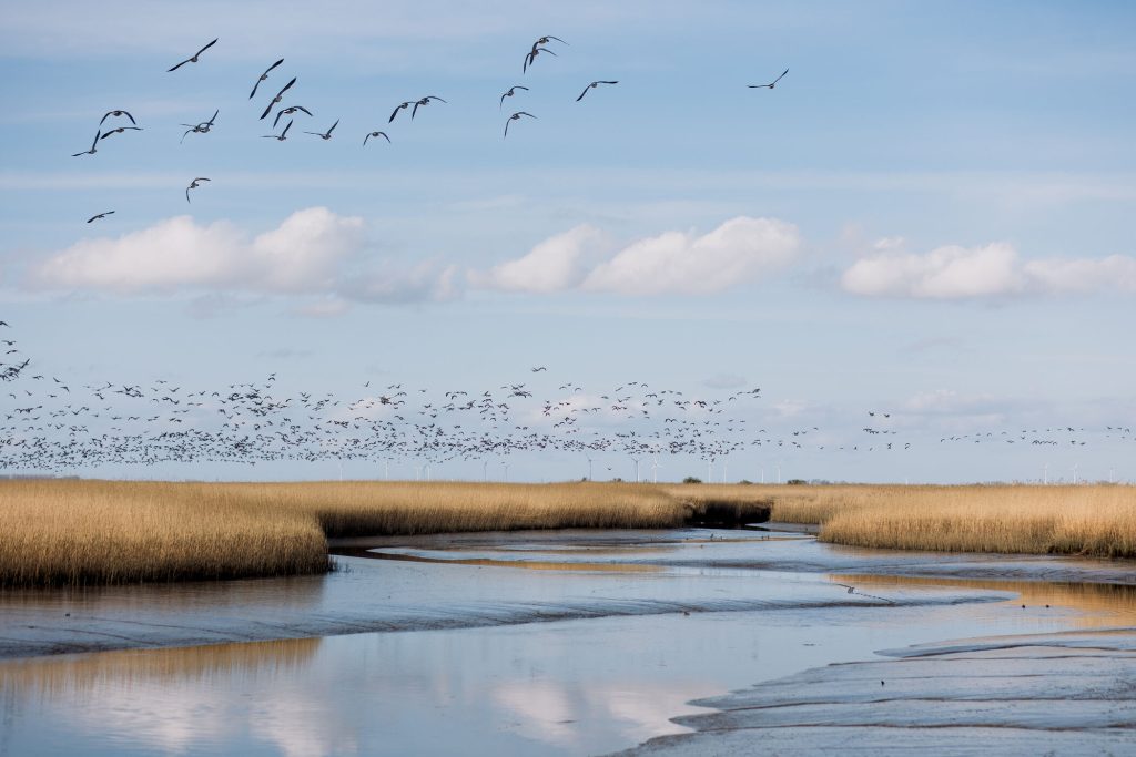 Uitzicht Dollard vanuit vogelkijkhut Kiekkaaste