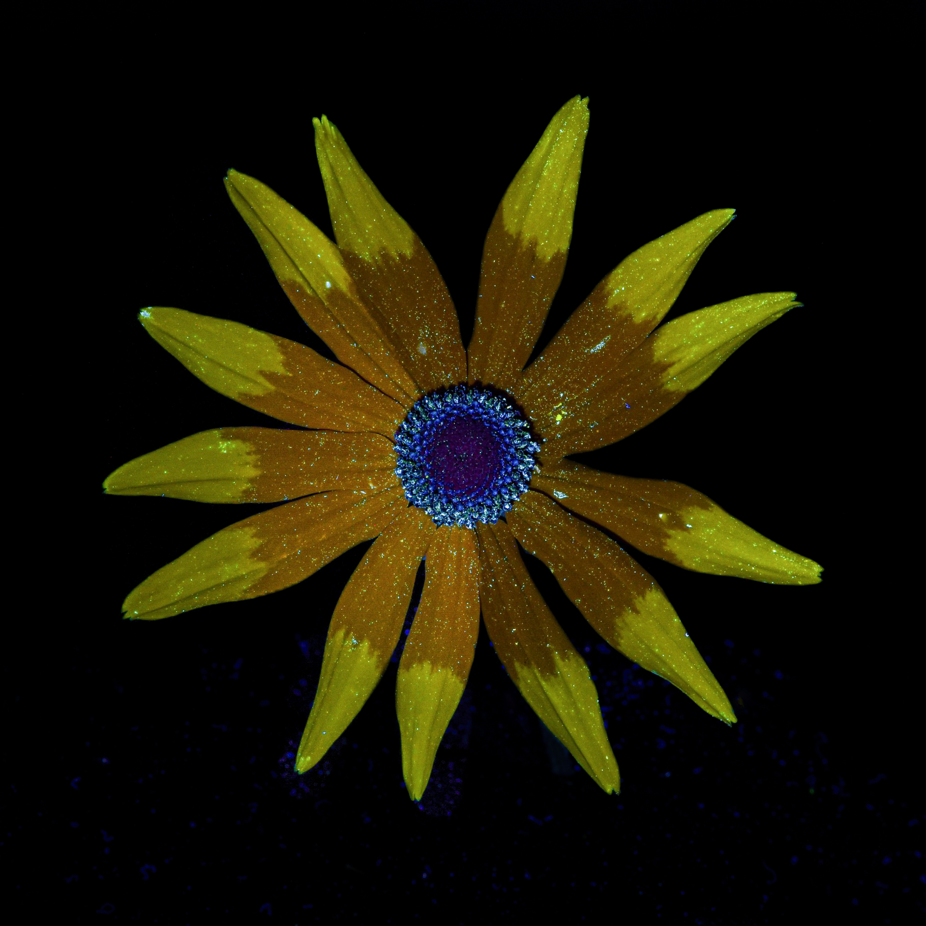 Fluorescentie van de zonnehoed